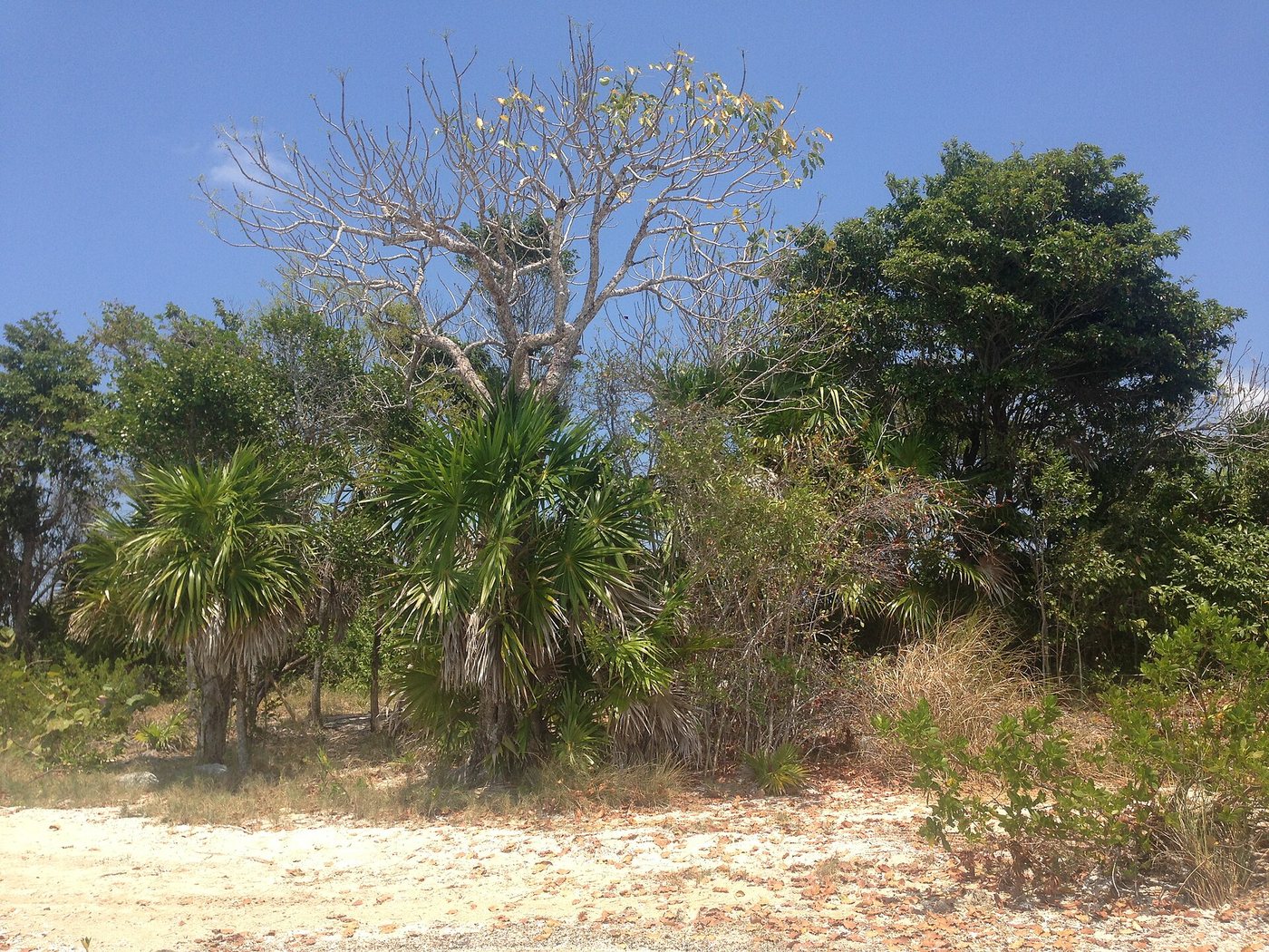 Ambergris Caye Secret Beach bush trees May 2016