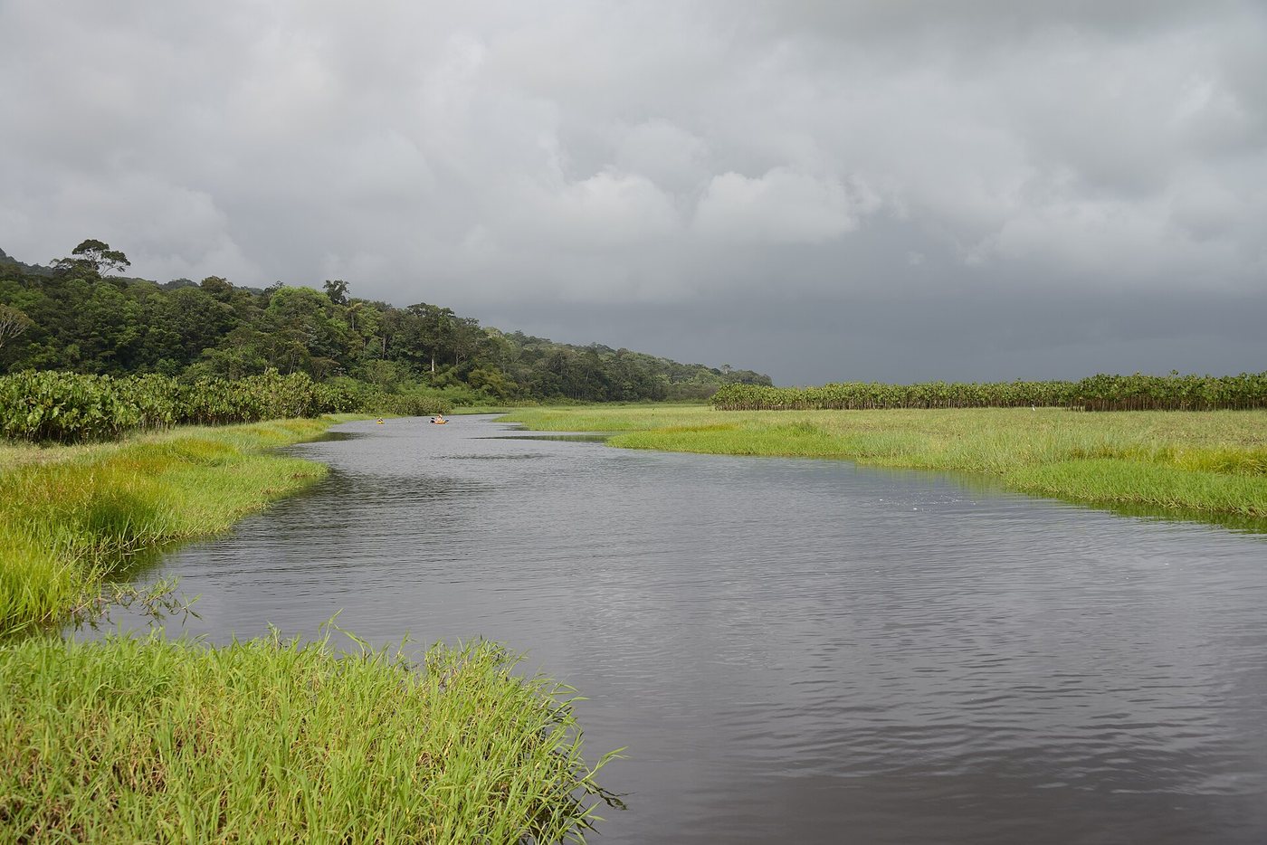 Guyane Marais de Kaw 01