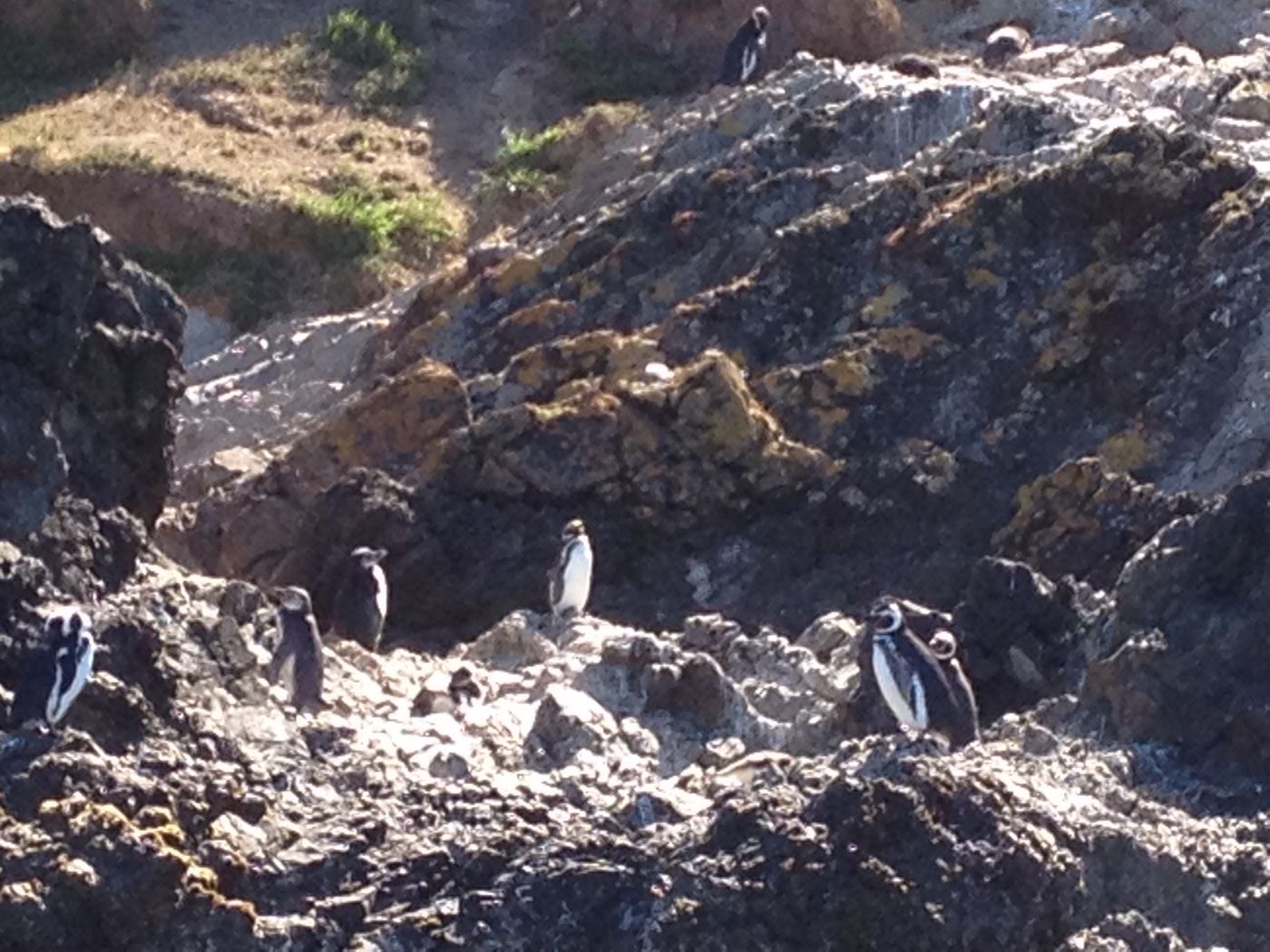 Pingüinos Puñihuil