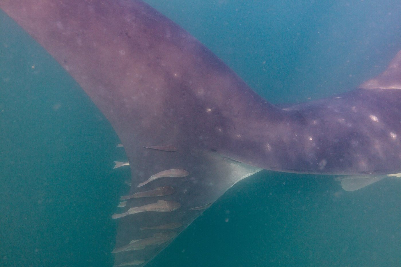 Rémoras blancas (Remora albescens) en un tiburón ballena (Rhincodon typus), La Paz, Baja California, México, 2024-12-20, DD 07