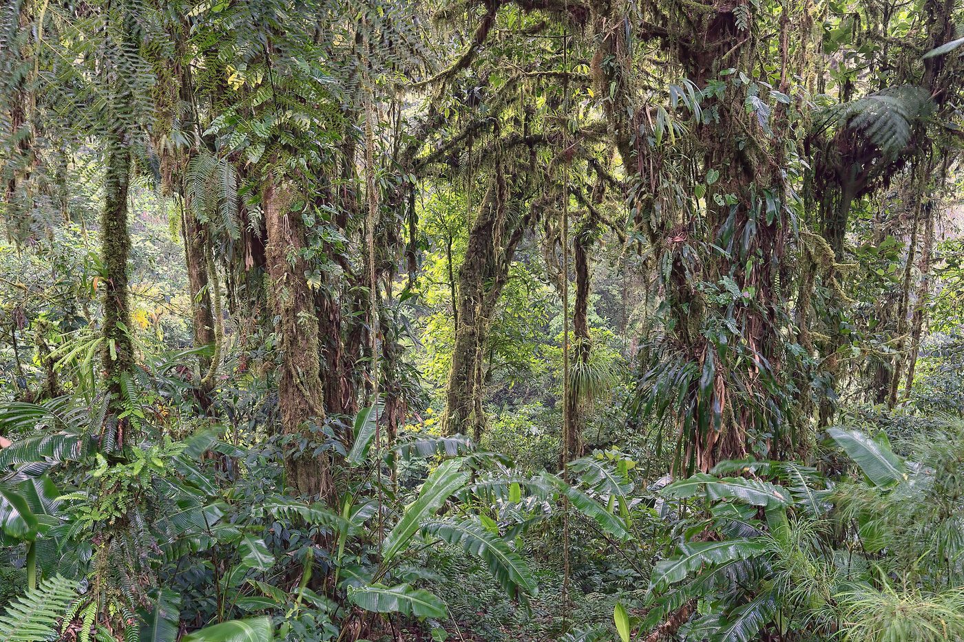 Santa Elena Reserve