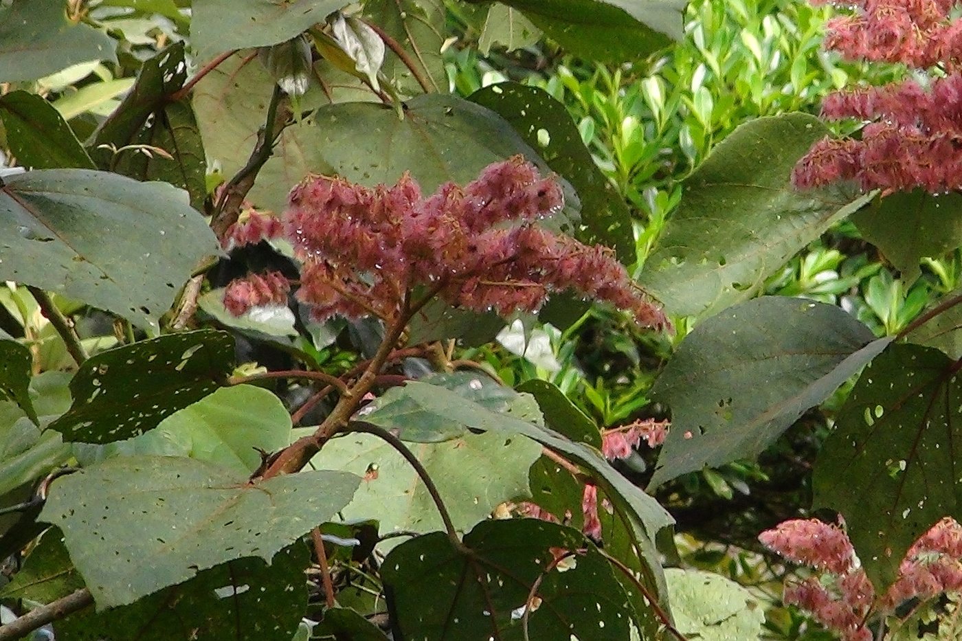 Heliocarpus sp Costa Rica 2