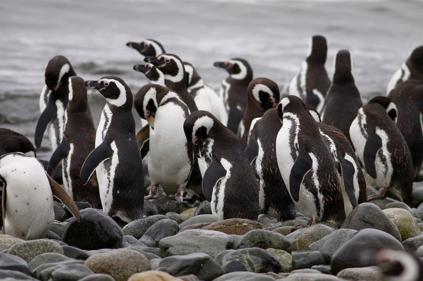 Magellanic Penguin (4312418143)