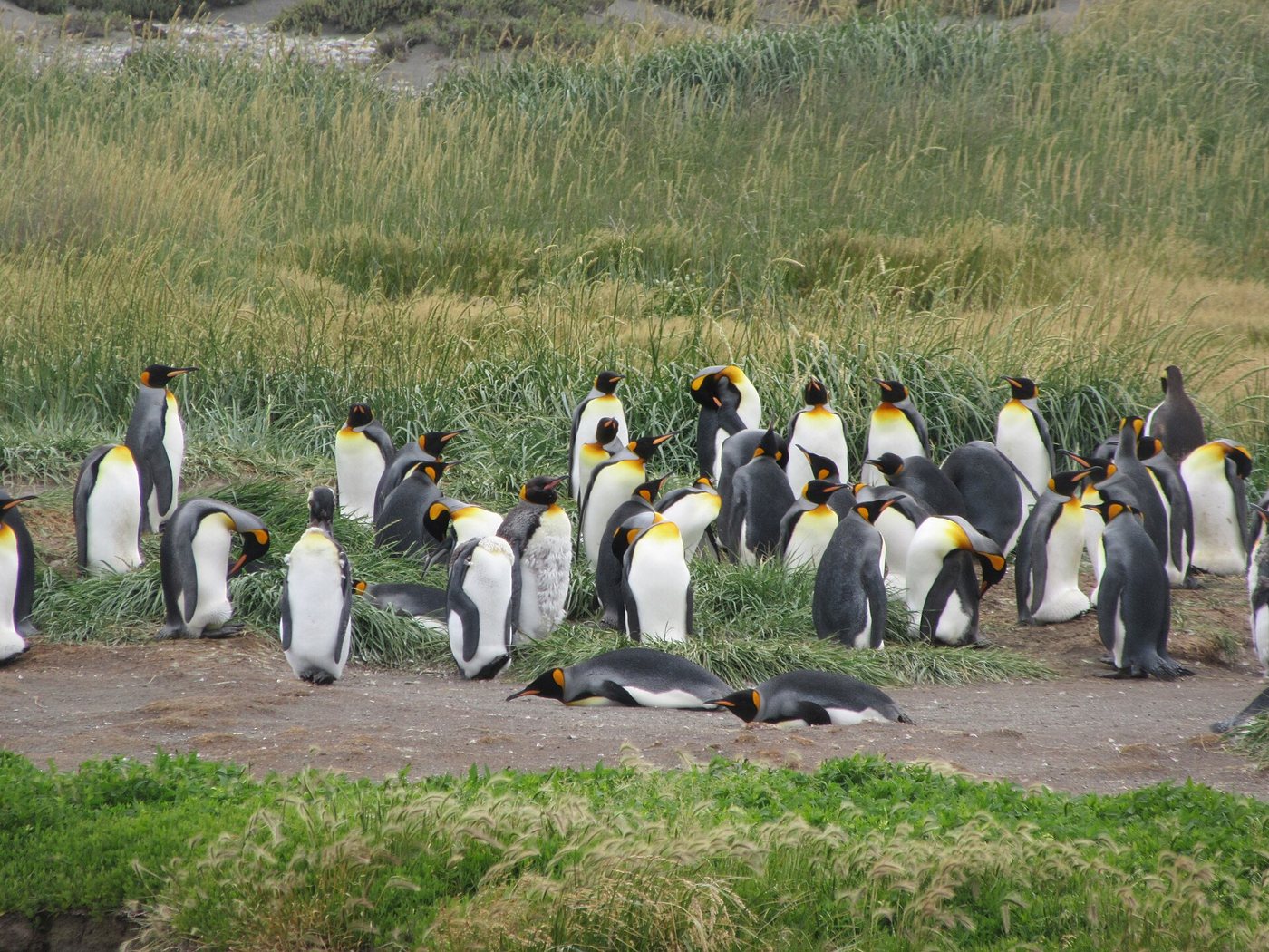 2 penguins lying down King Penguin Colony Tierra del Fuego Chile