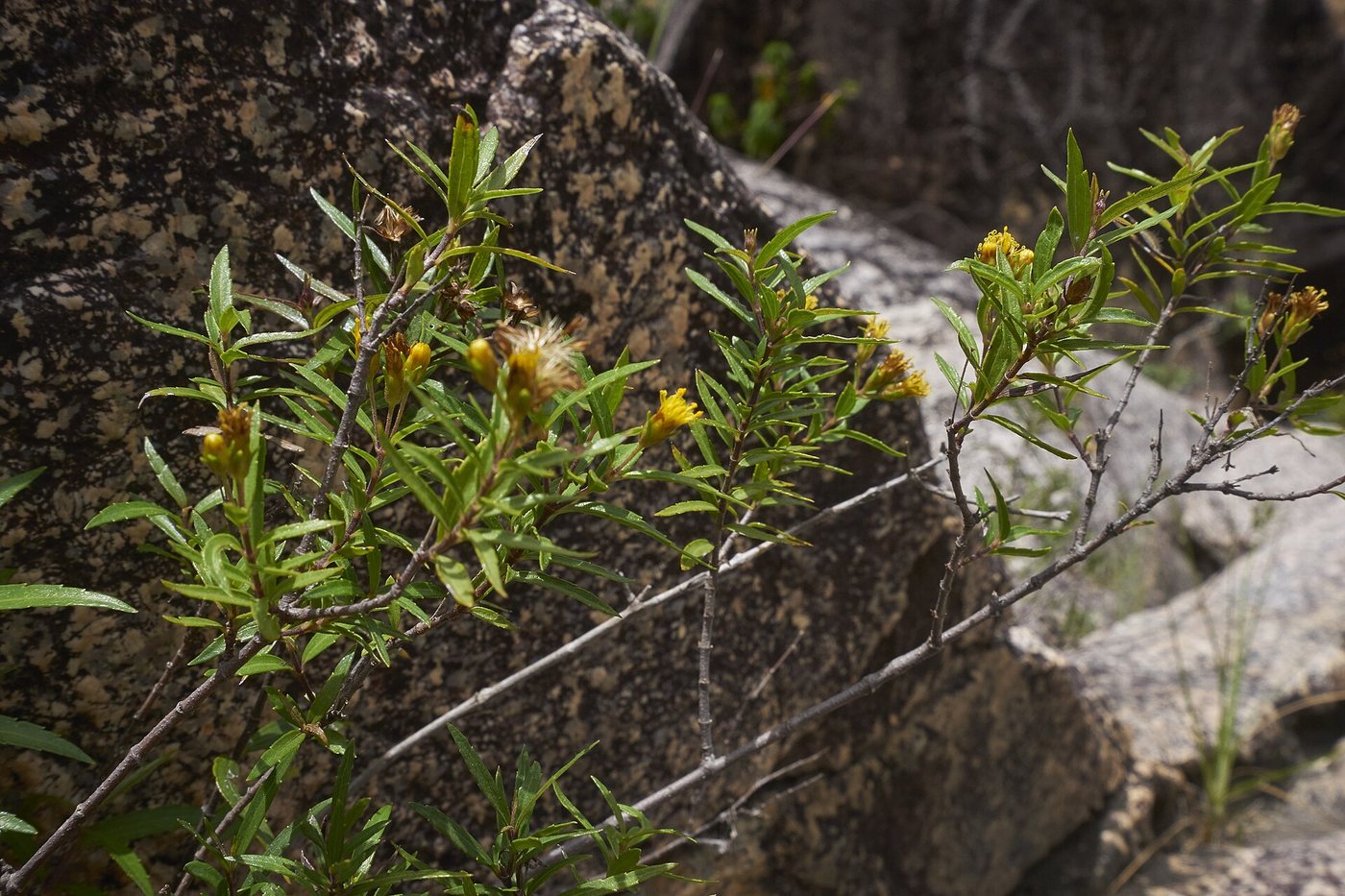 Calea fluviatilis Big Rock Falls 1