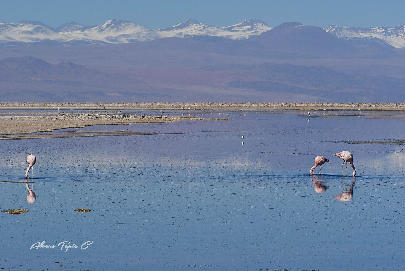 Flamencos en Laguna Chaxa (Salar de Atacama, Chile) - Flickr - Alvaro Tapia