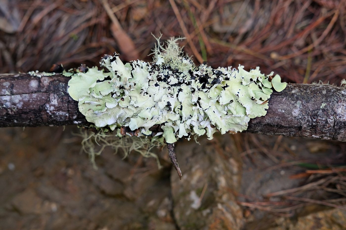 Shield Lichen of the Sierra (Parmotrema), near Minca cloud forest, 2025
