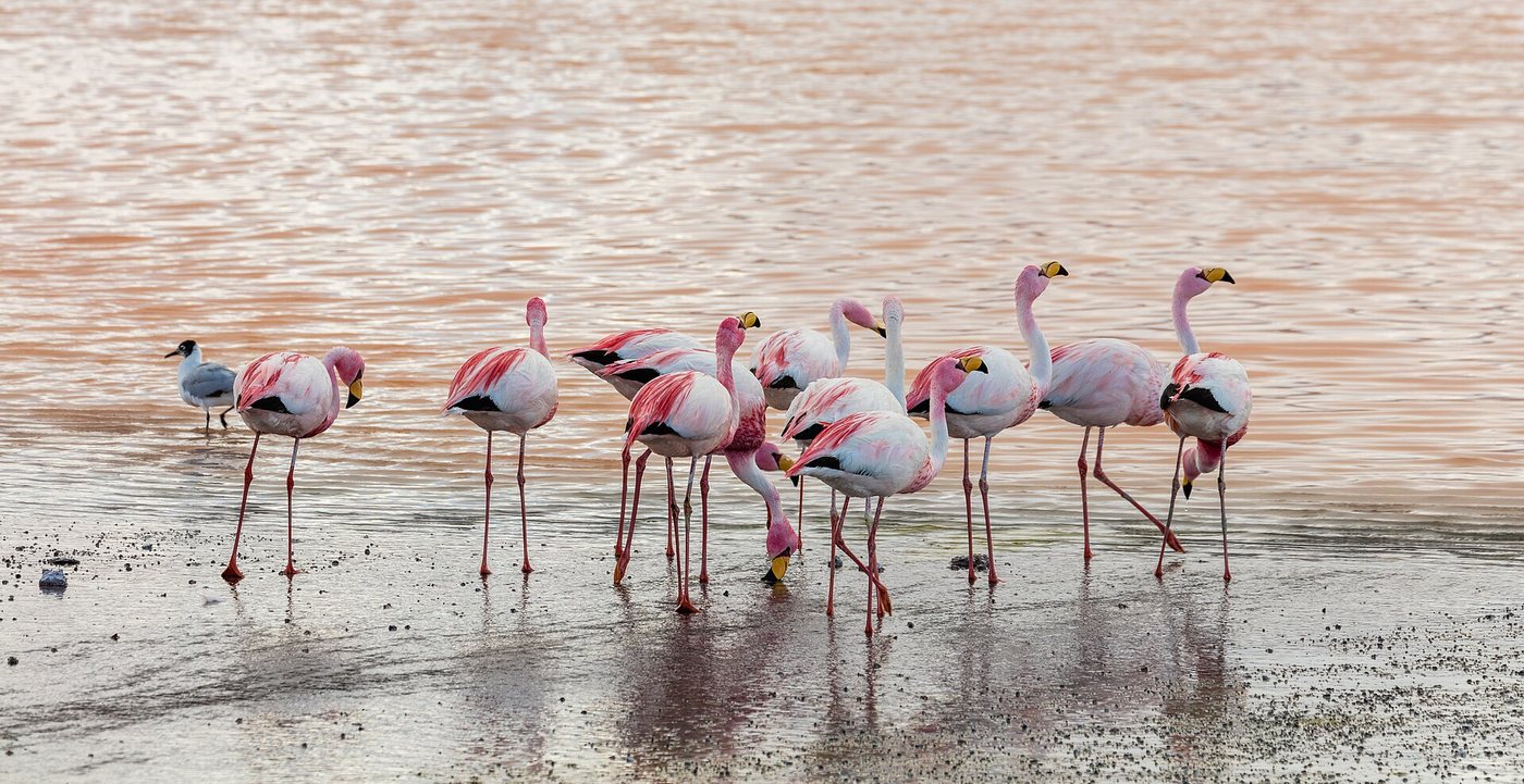Phoenicoparrus jamesi, Laguna Colorada, Bolivia, 2016-02-02, DD 105