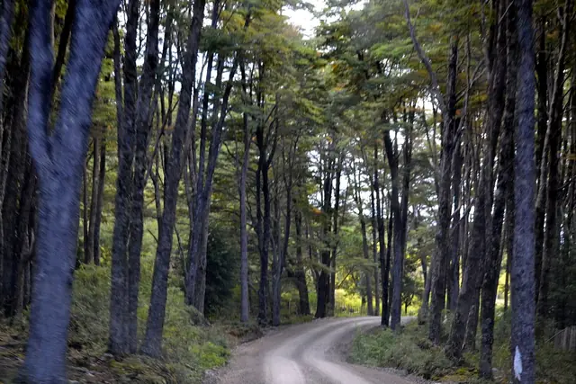 Bosque nativo en carretera austral - panoramio