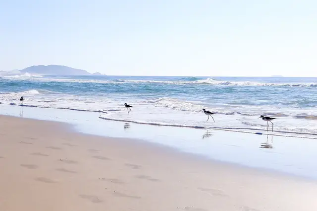 DanielVianna Praia do Campeche Florianopolis SC (41528477152)