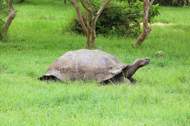 Tortuga gigante de Santa Cruz