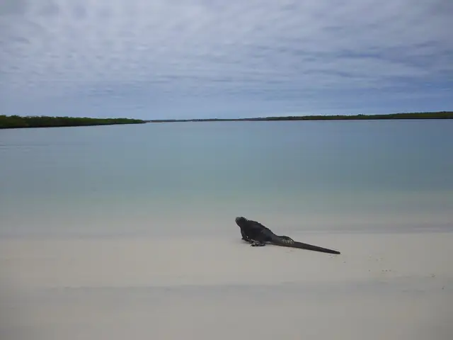 Iguana marina en Tortuga Bay