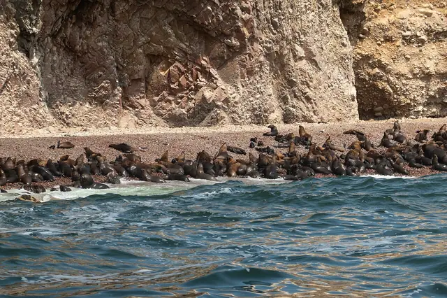 Lobos marinos en las islas Ballestas