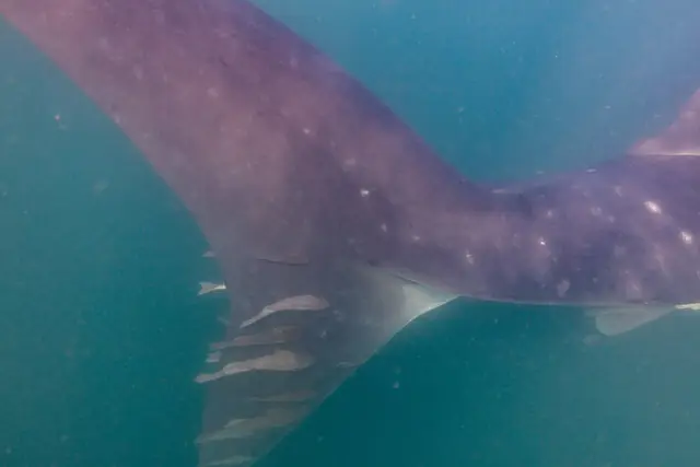 Rémoras blancas (Remora albescens) en un tiburón ballena (Rhincodon typus), La Paz, Baja California, México, 2024-12-20, DD 07
