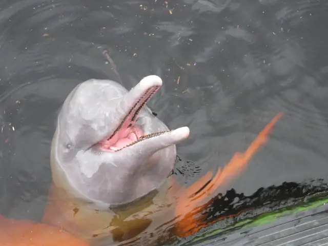 Boto cor-de-rosa - Pink dolphin (46314897644)
