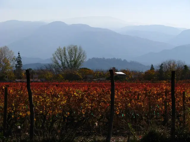 Otoño en Mendoza