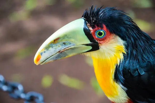 Toucan (Iguazu Bird Park - Brazil) (14775652845)