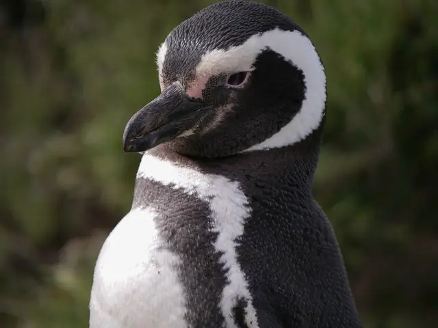Pingüinos de Magallanes en Punta Tombo