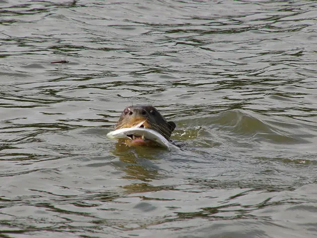 Lobo de río en el lago Sandoval