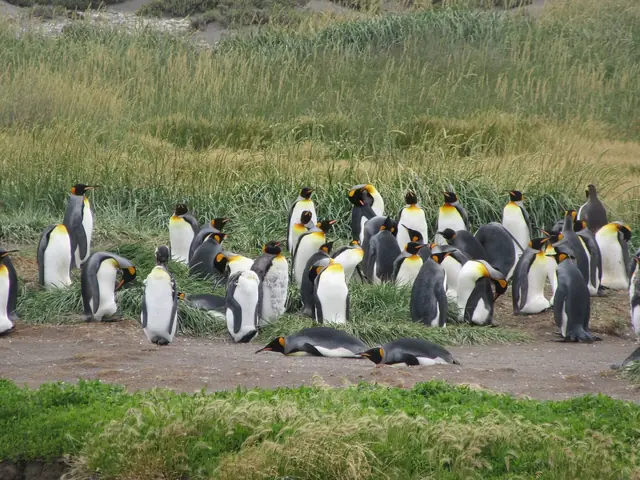 2 penguins lying down King Penguin Colony Tierra del Fuego Chile