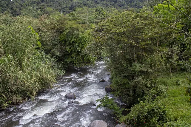 Río y bosque nublado de Mindo