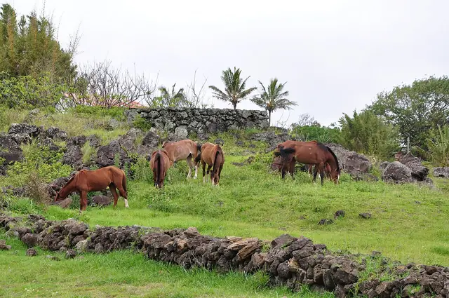 Caballos en libertad en Rapa Nui