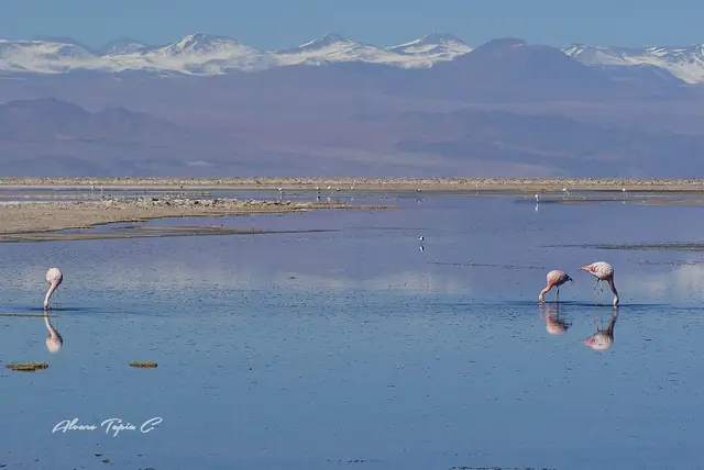 Flamencos en Laguna Chaxa (Salar de Atacama, Chile) - Flickr - Alvaro Tapia