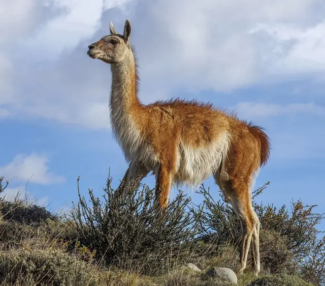 Guanaco (Lama guanicoe) Leona Amarga