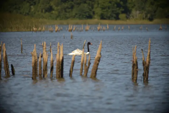Cisne de cuello negro en el Santuario Carlos Anwandter