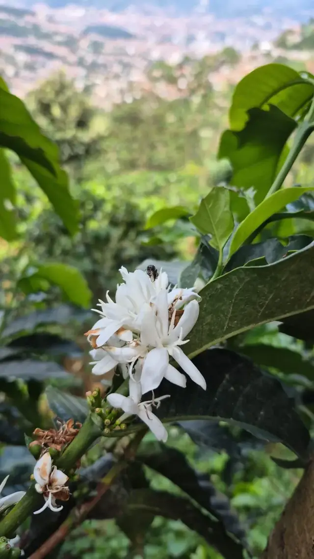 Flor del café sobre el valle de Medellín · Coffee blossom above the Medellín valley